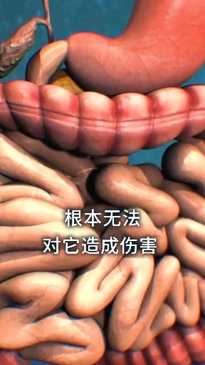 人类强大的胃液  为什么消化不了金针菇呢？